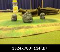 Previous Pictures